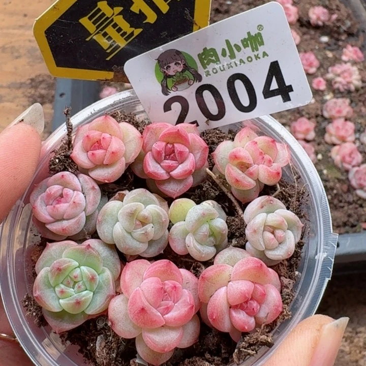 多肉植物多肉植物