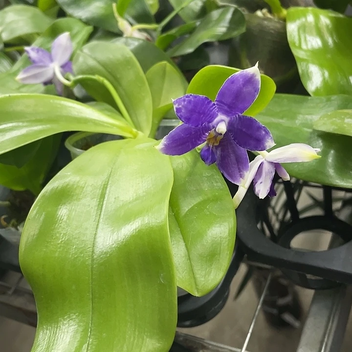 迷***i完全开放路德蓝3.5寸带花柳林兰园