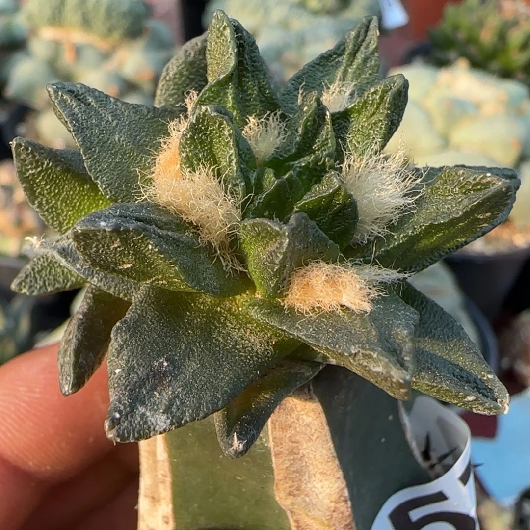 无花朵双头精品龙角157