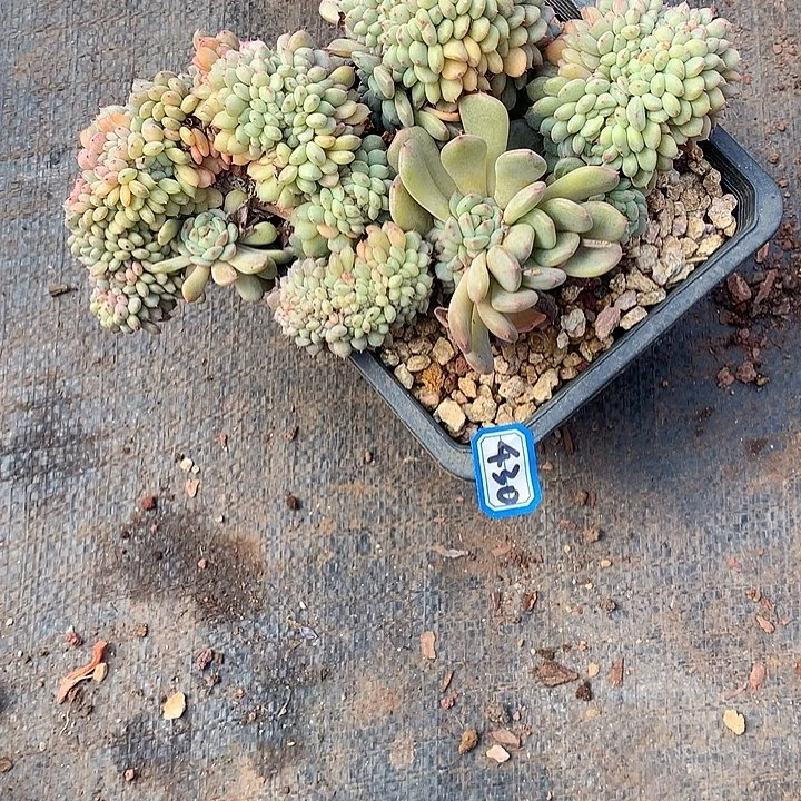 430白胖子 一物一拍多肉