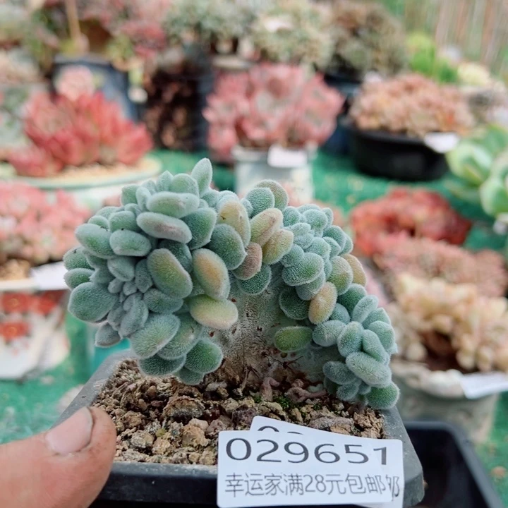 幸运的是我还没遇到你