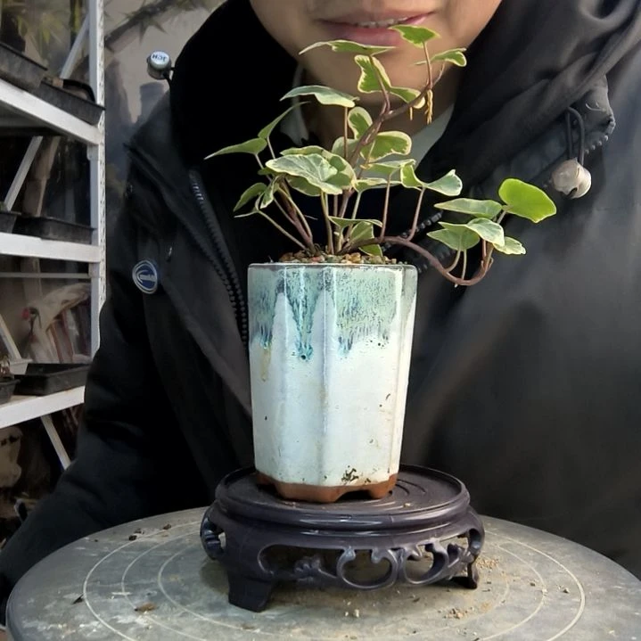 木*?小盆景小植物一物一拍89