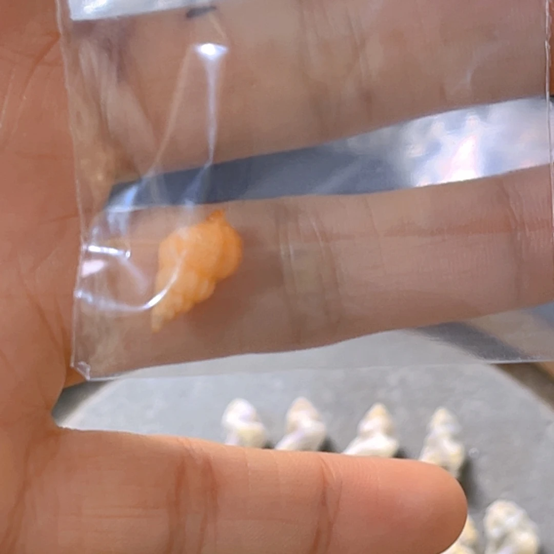 大理石磁石潜***泡天然贝壳海螺批发零售