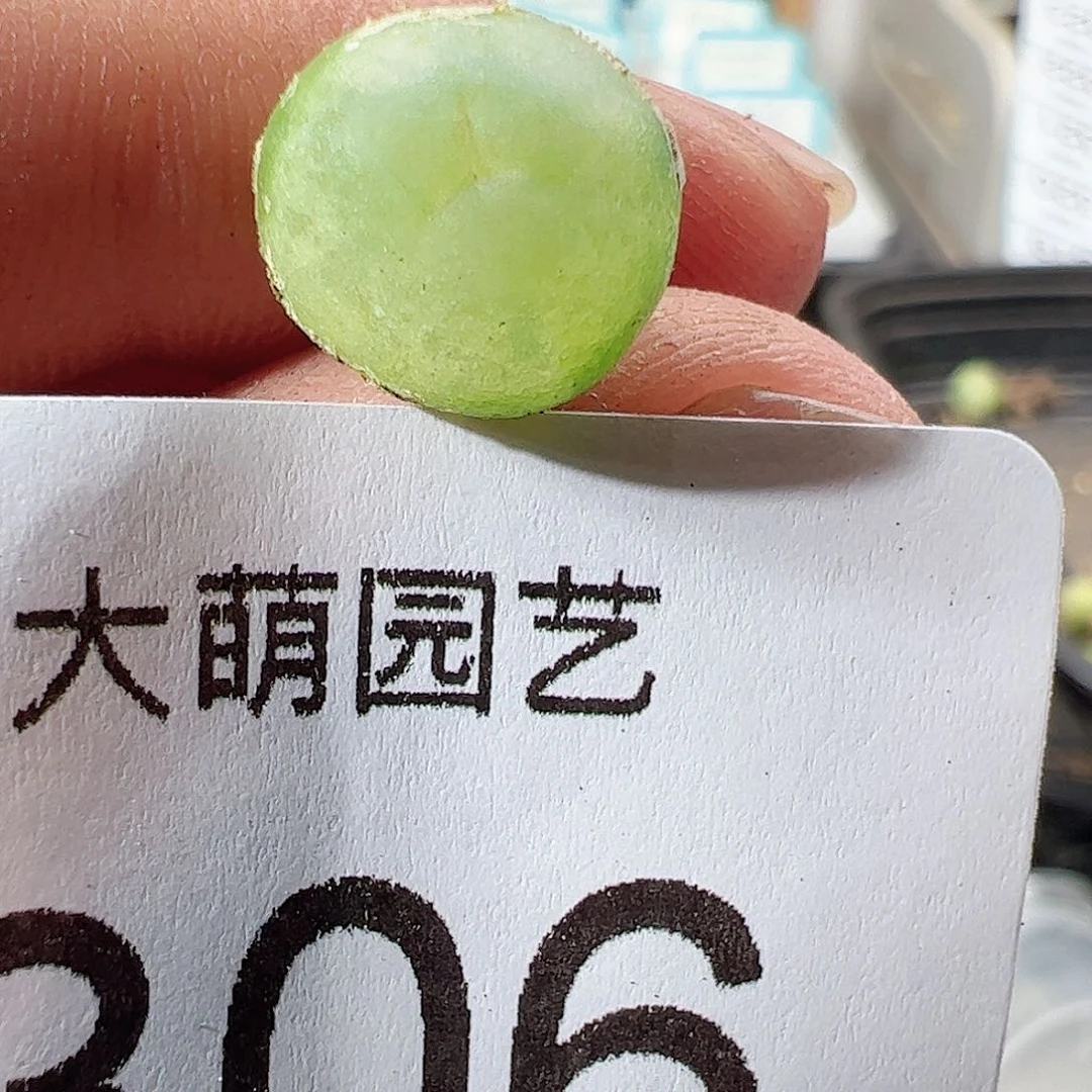 0000306 一物一拍……