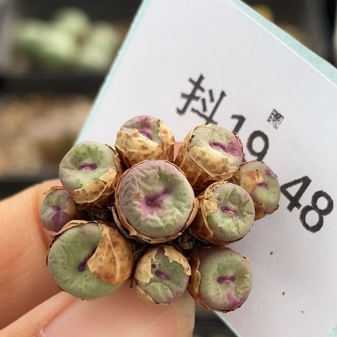 19-48嘴多肉植物肉锥