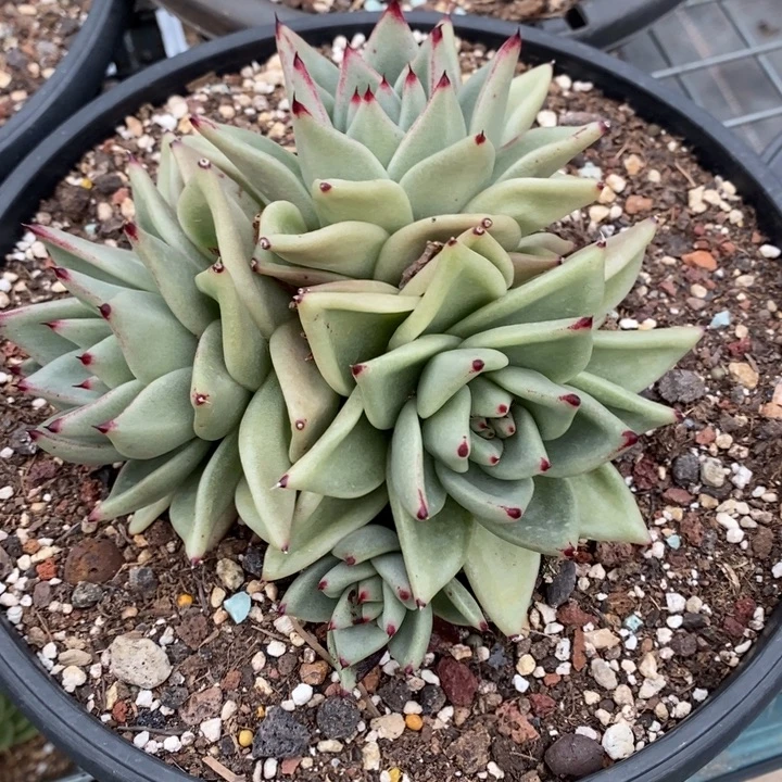 D478- 直播福利 乌木