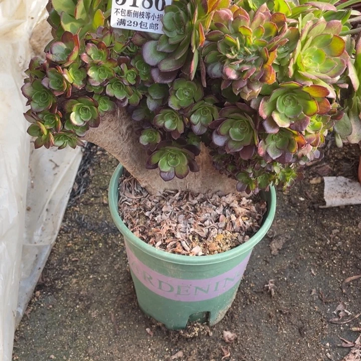 186号号万圣节缀化板多肉