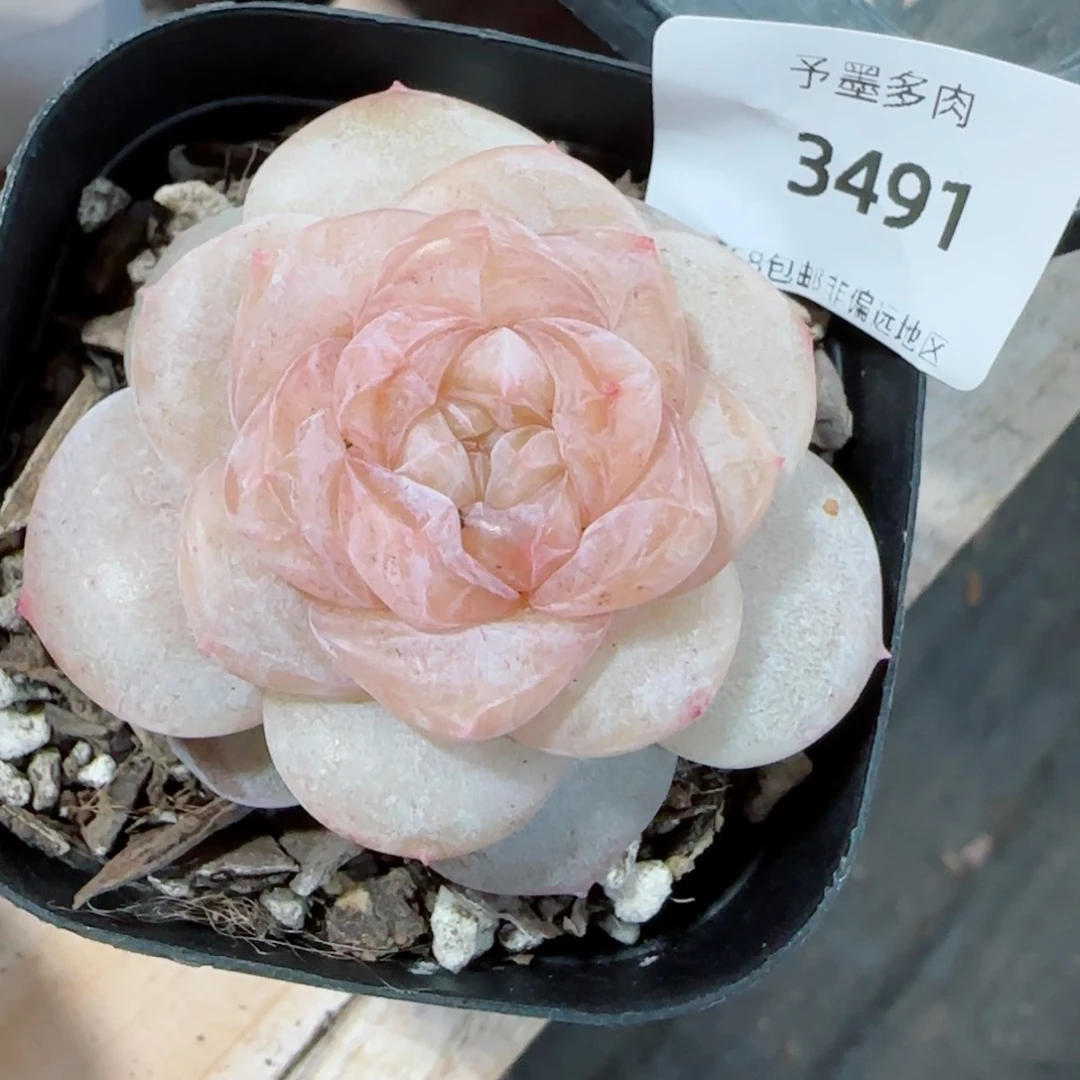 粉海湾，3491多肉植物