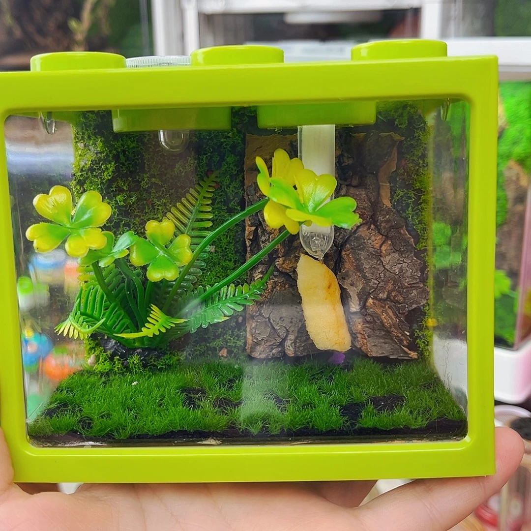10x12生态箱柬竹拍拍