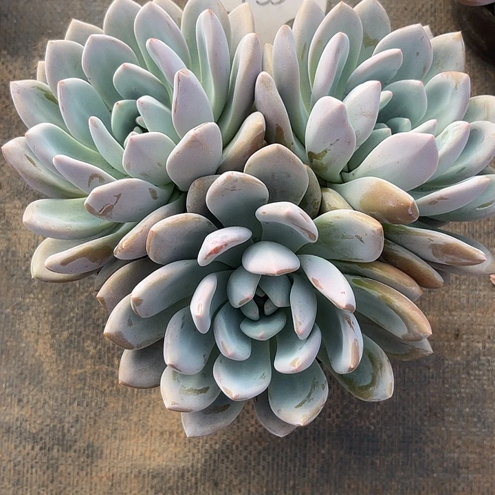 小****55 晨语多肉，一物一拍