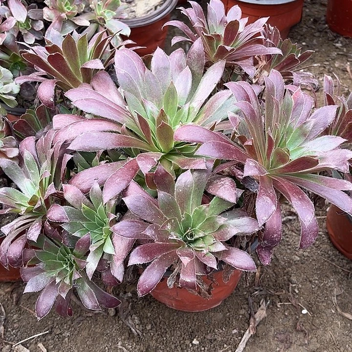 勿****孔雀玫瑰玫瑰玫瑰