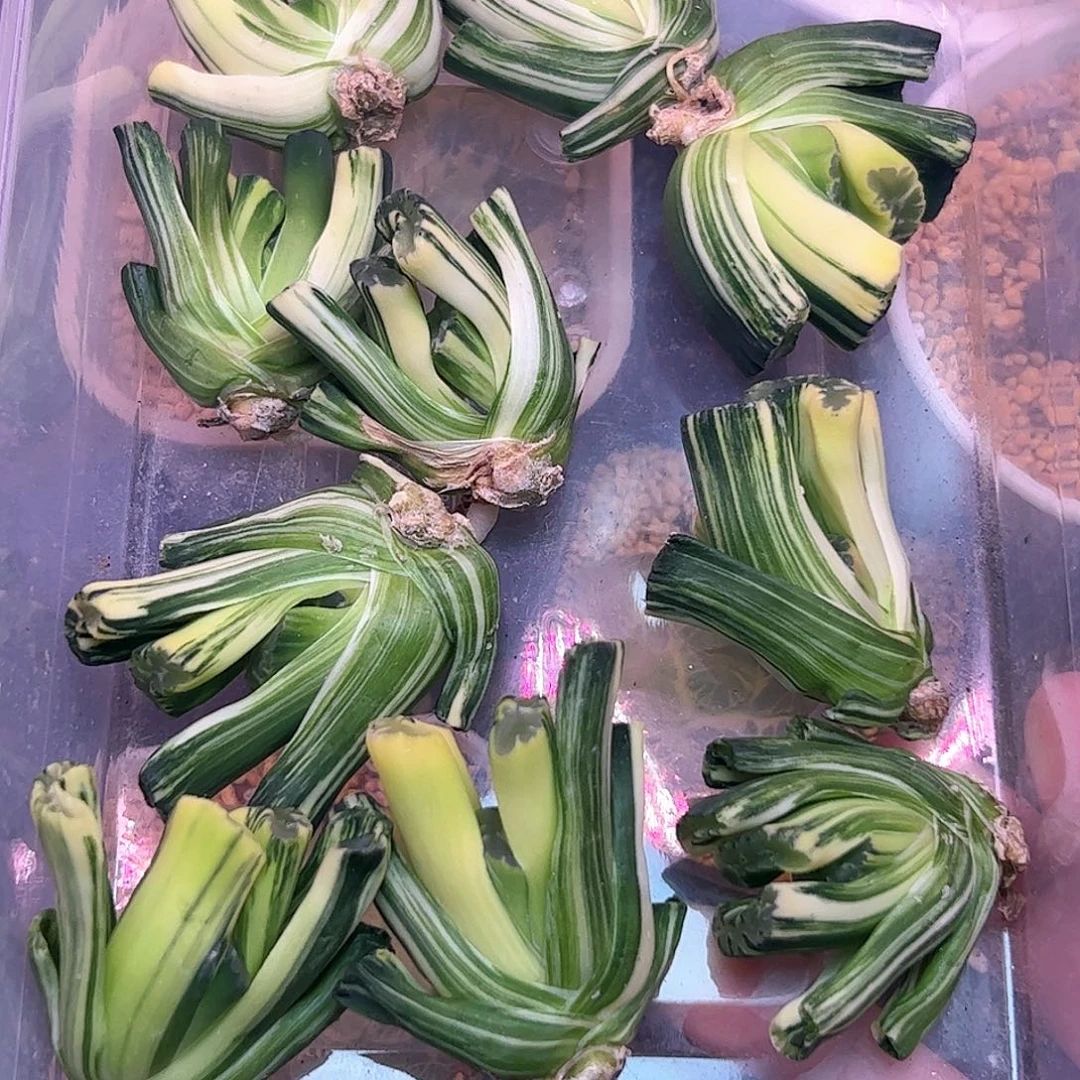 量拍玉扇锦十二卷多肉植物