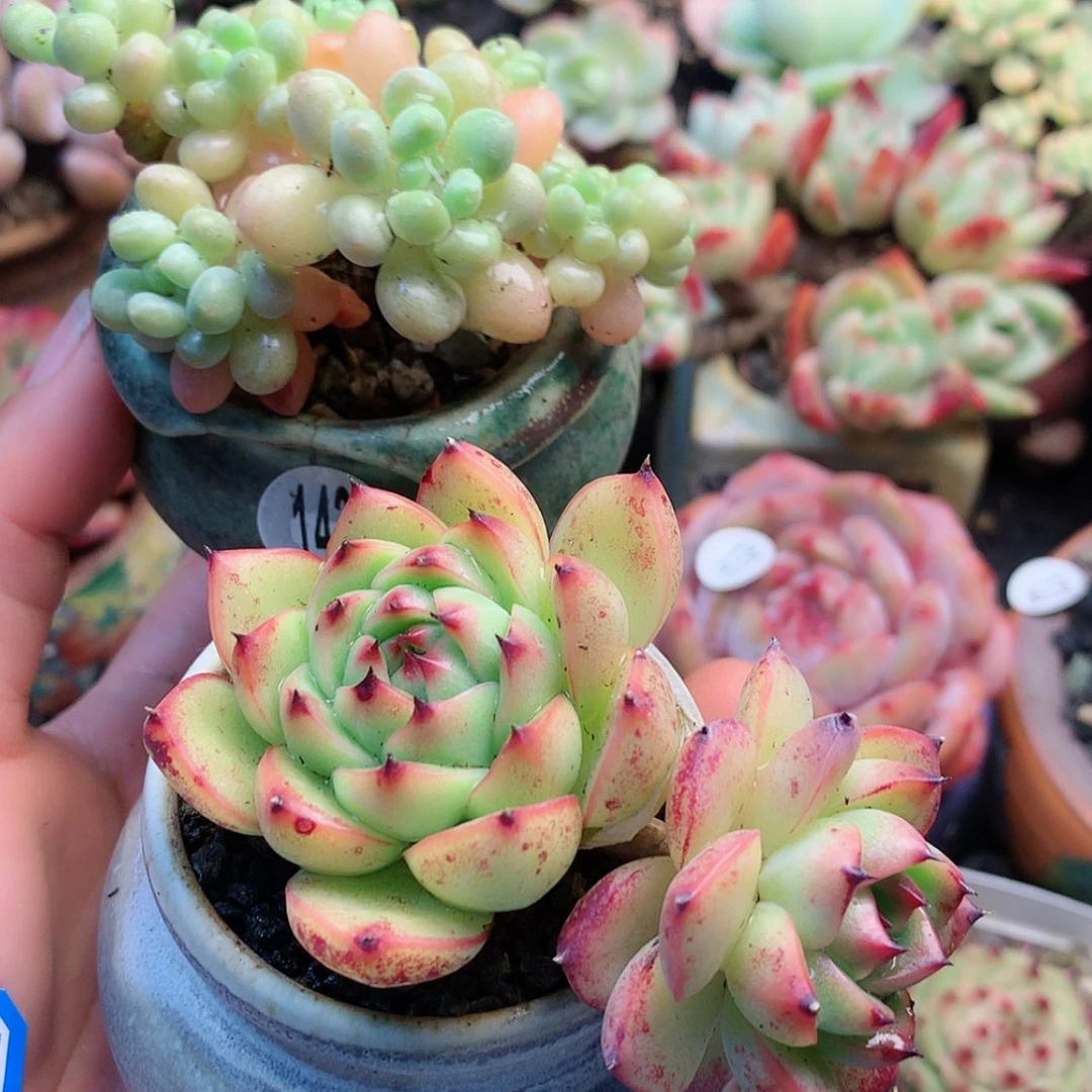 【闪购商品】逗*思豆富思带盆