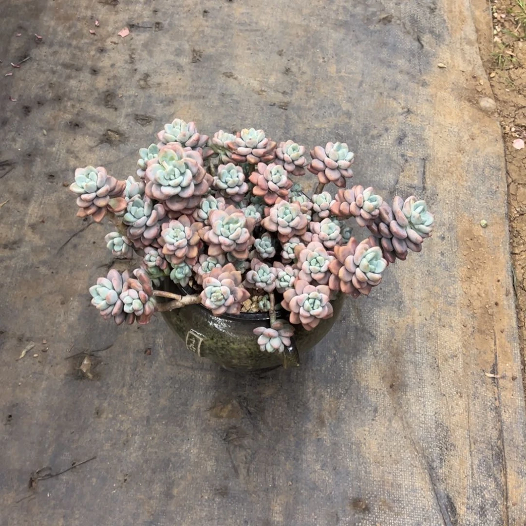 露养老桩脱土裸根洛神