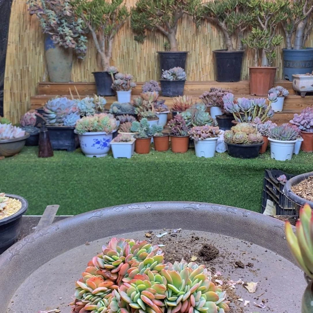 就**紫233金凤凰缀化多肉