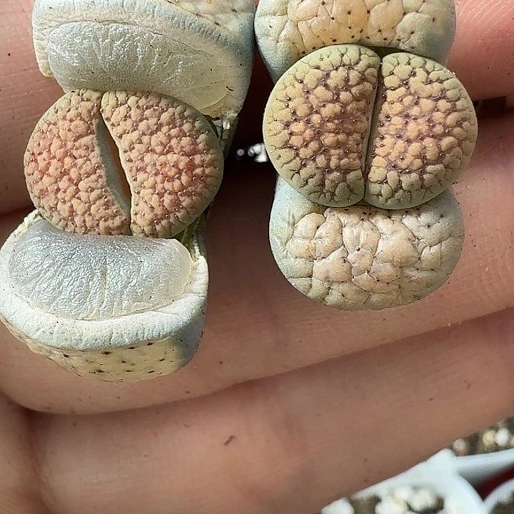老马生石花血点朝贡1330