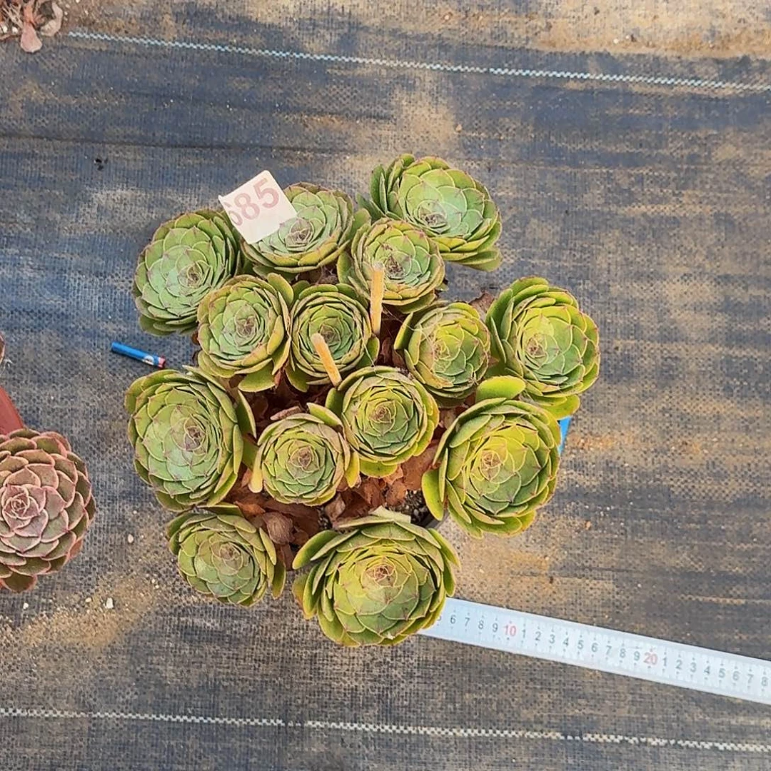 685万圣节丛林半木质桩
