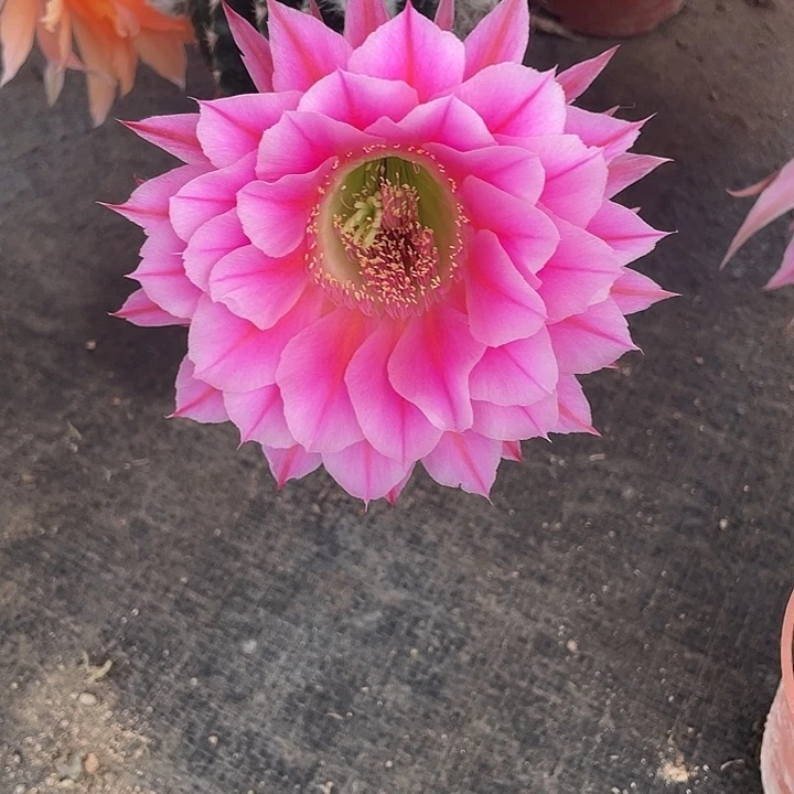 绿字41号摘花发货