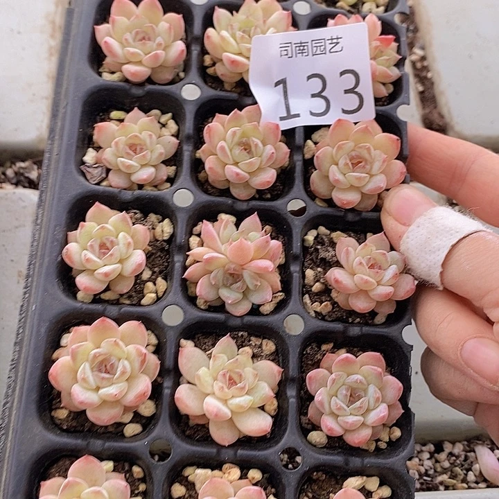 133 多肉植物盆栽植物