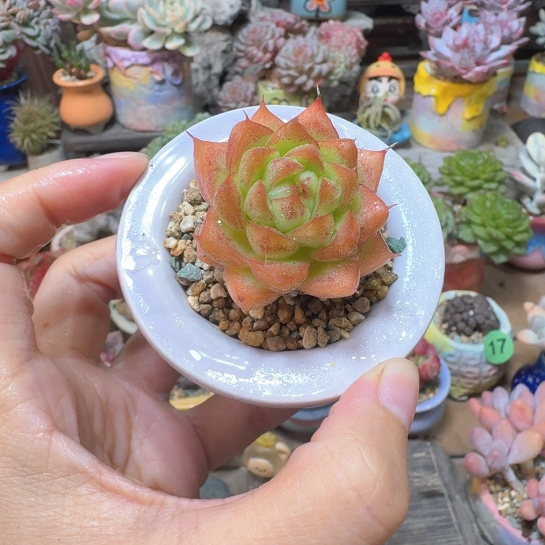 女王珍妮多肉含盆土 一物一拍