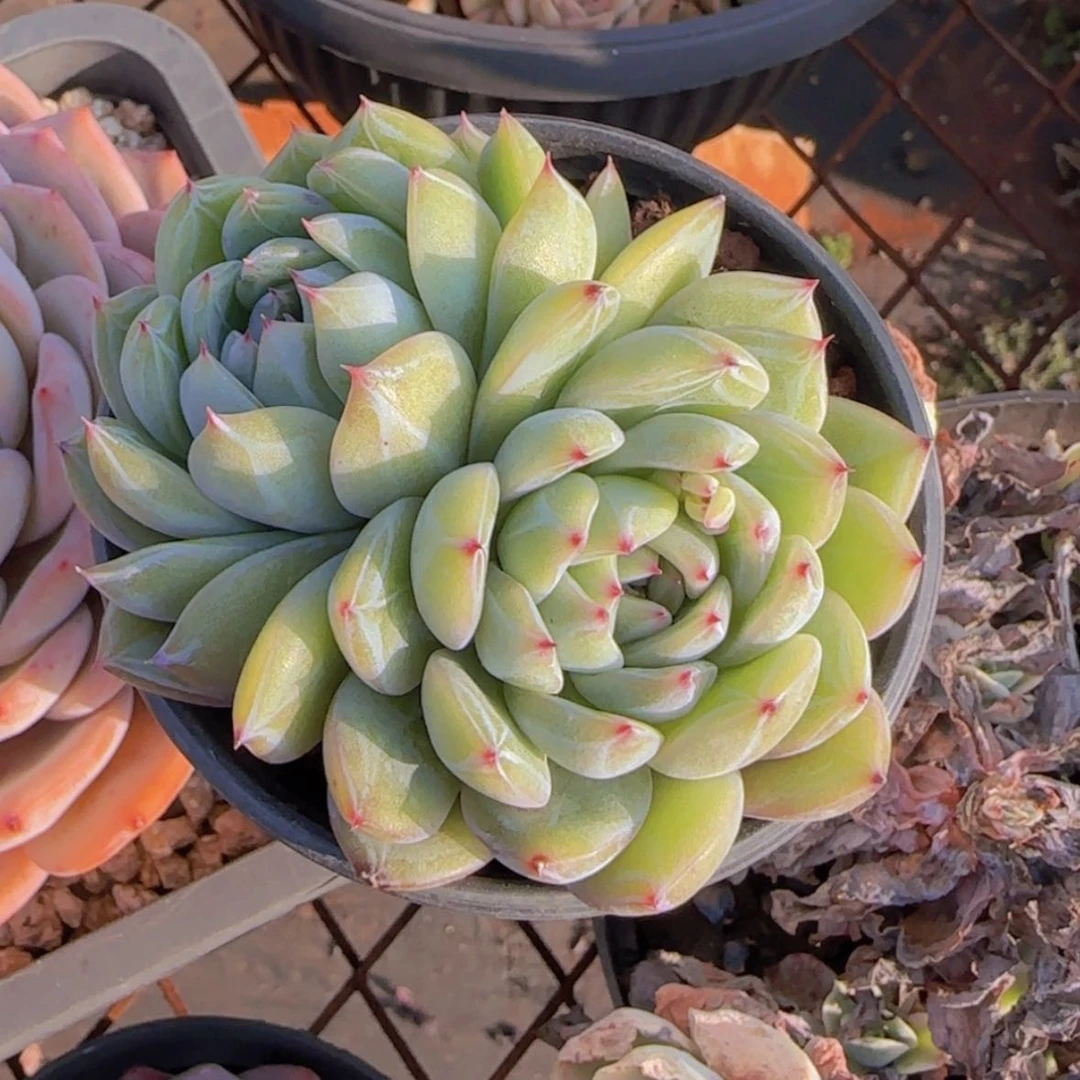 【闪购商品】双头雪花珍妮