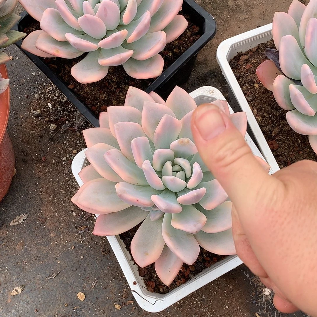 奥普锦49 多肉植物量拍