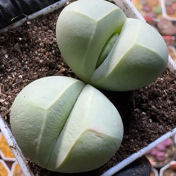 生石花1111122。  318