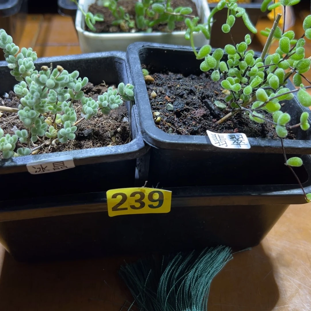 枝干番杏多肉植物239