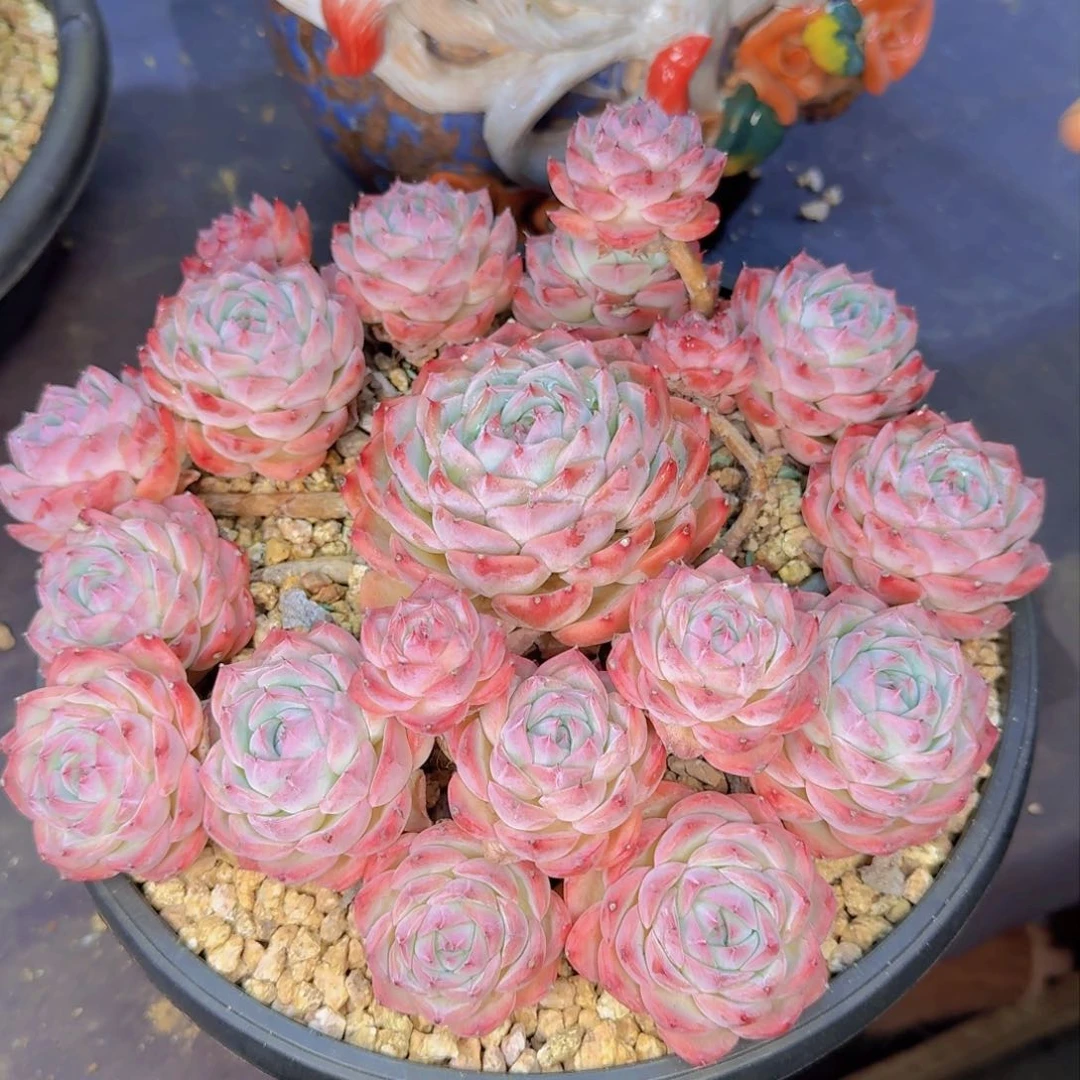 呆*多肉植物的生长发育