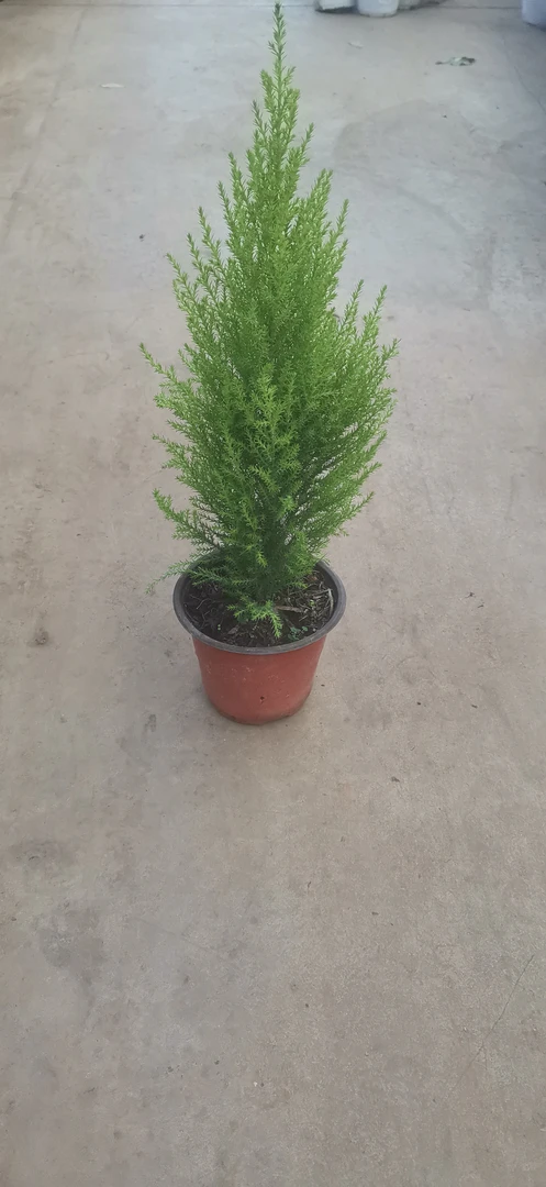 香松绿植盆栽盆栽室内绿植带香味驱蚊耐寒耐晒客厅圣诞树四季常绿