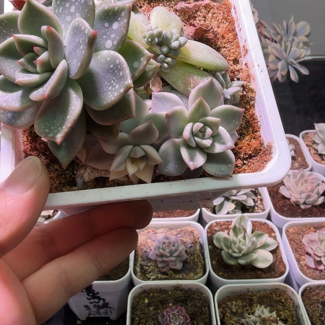 长***安专拍锦植物一物一拍