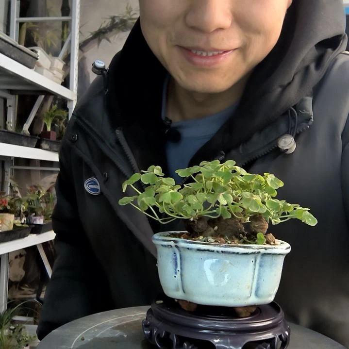 大***锅小盆景小植物一物一拍262