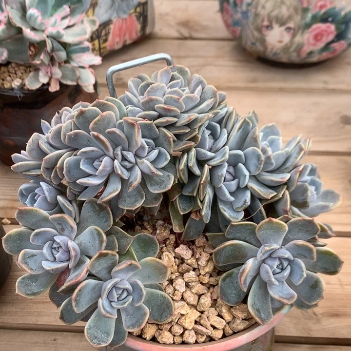 多肉植物汉堡朵朵