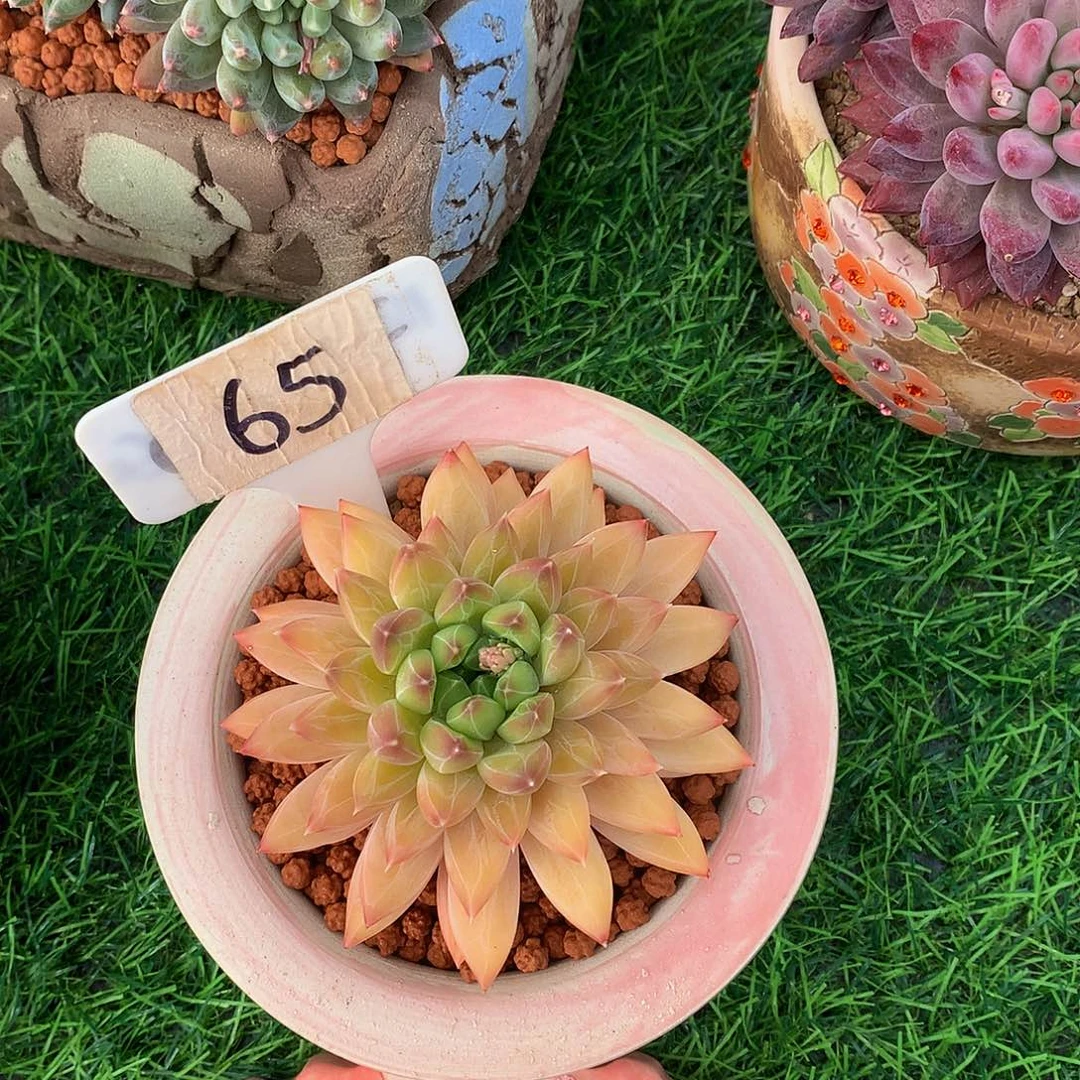 靜*星际迷航多肉植物6263663