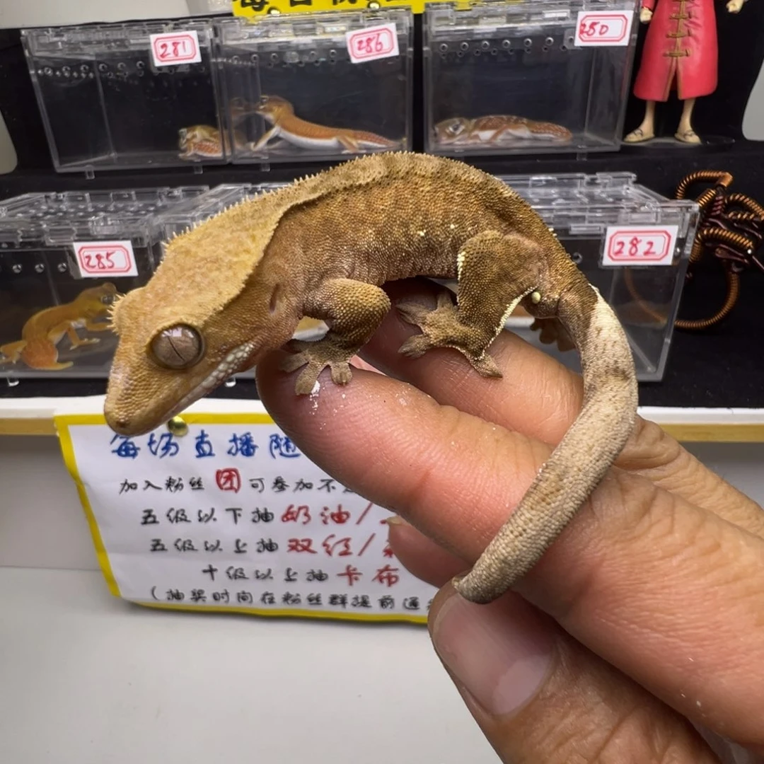 睫角守宫原色波点