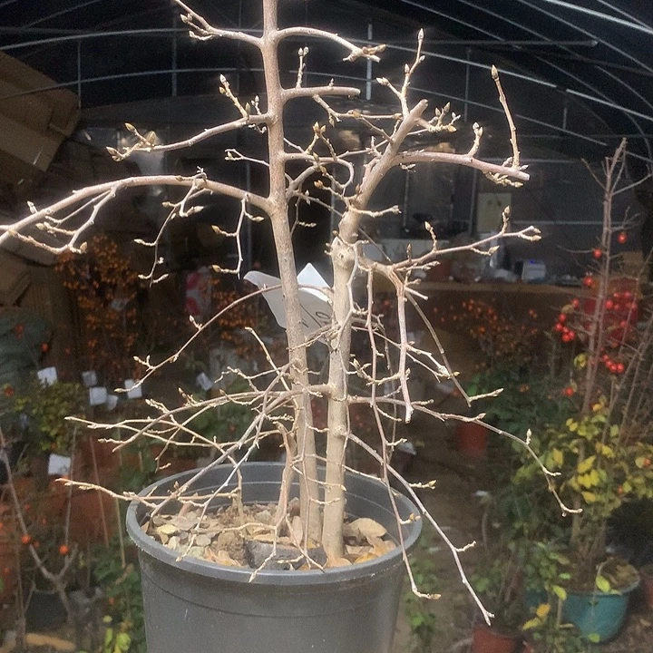 汉***，无花朵老鸦是真的好喜欢