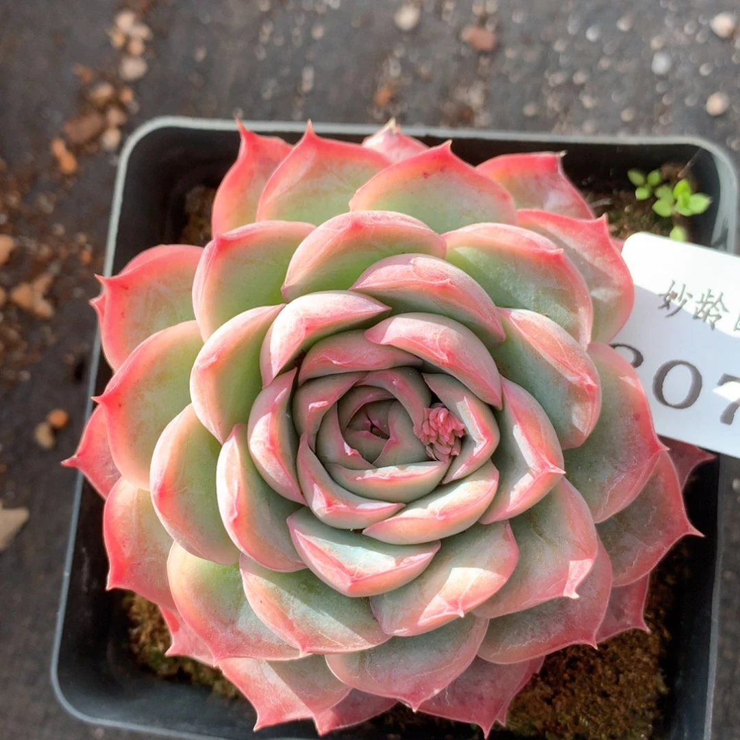 3071杂交多肉植物