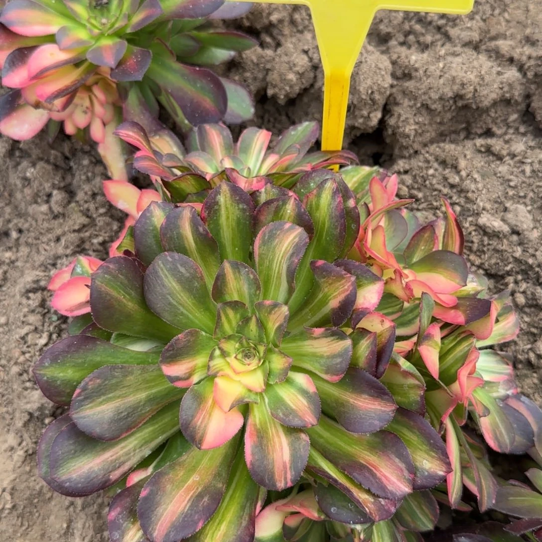 5-382+++多头多肉植物