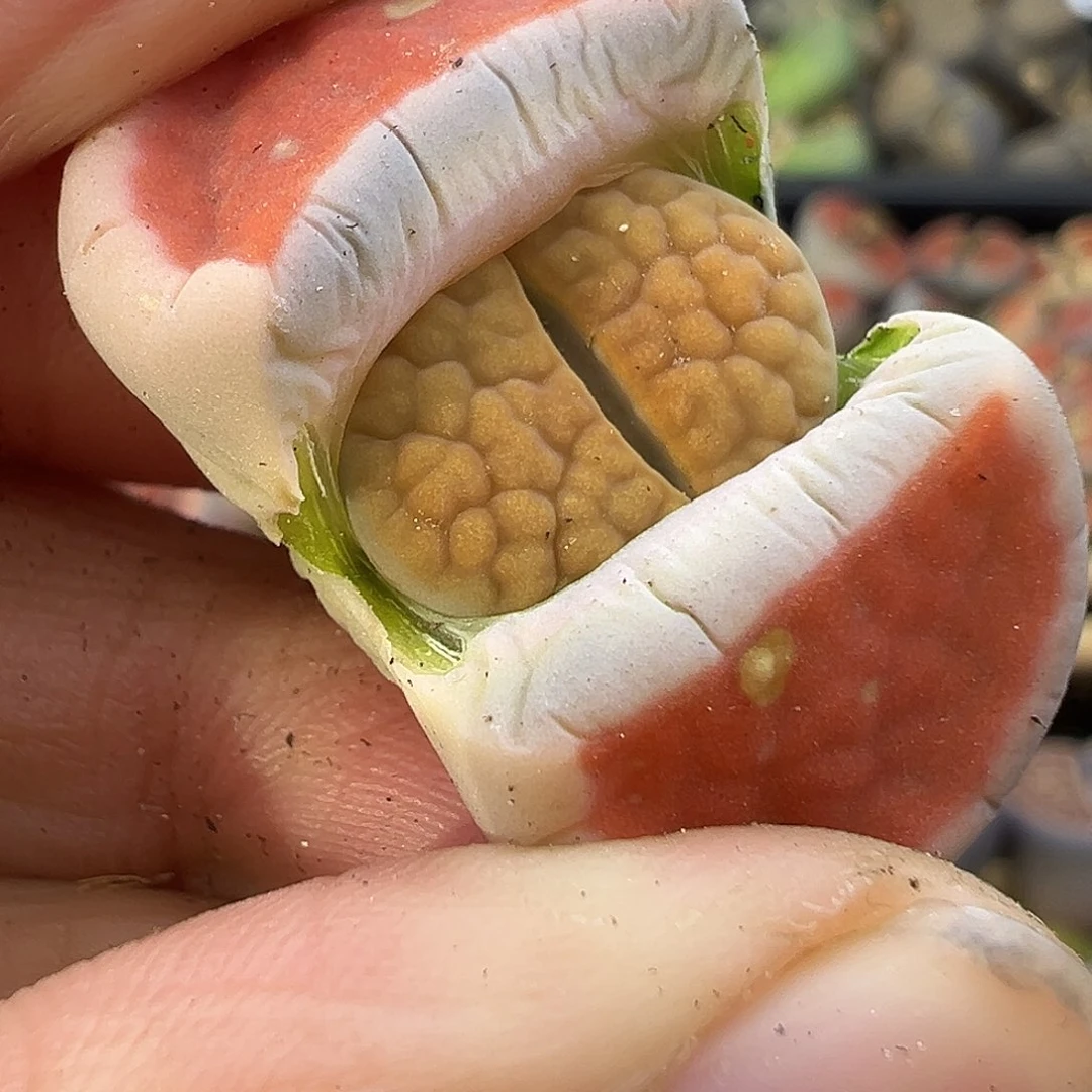 1560生石花冰橙新头这种感觉
