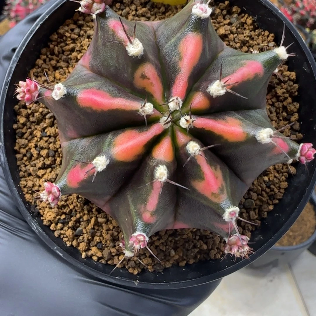 泰系米哈锦粉背臀锦