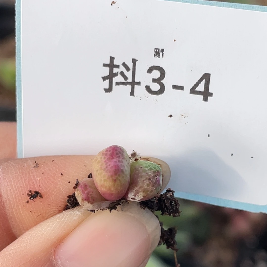 3-4草莓斑马苗肉锥