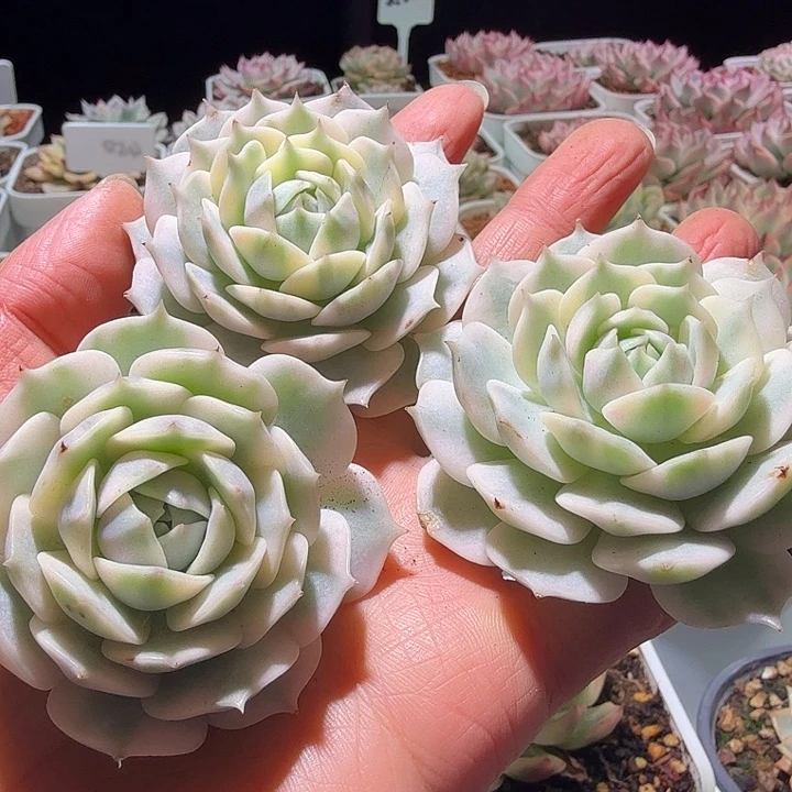 露娜连头盖多肉植物