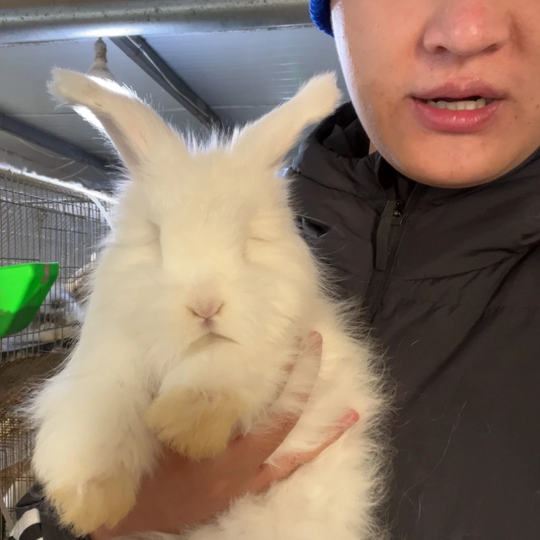 宠物兔英系安哥拉兔