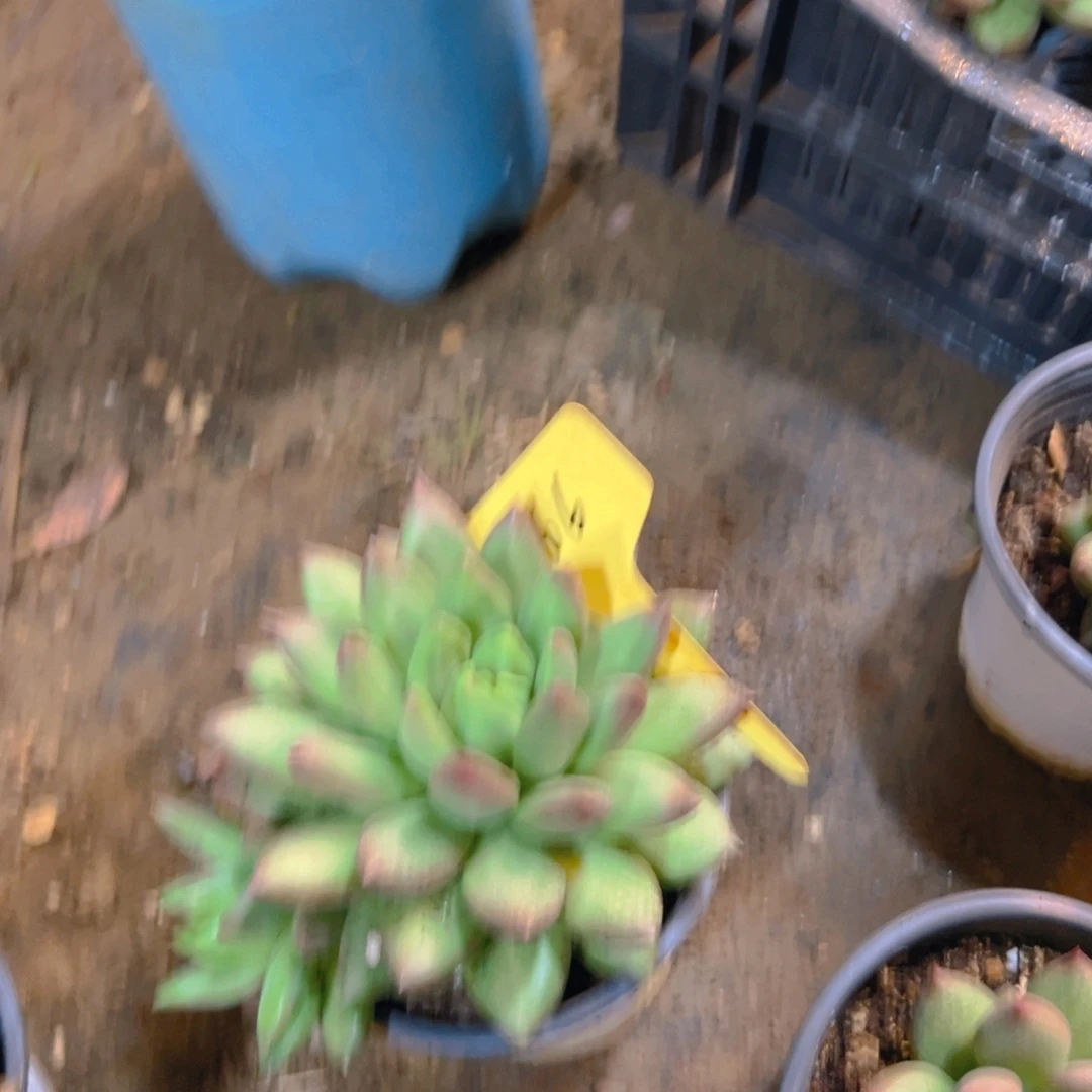 淑***女米其林5166号一物一拍