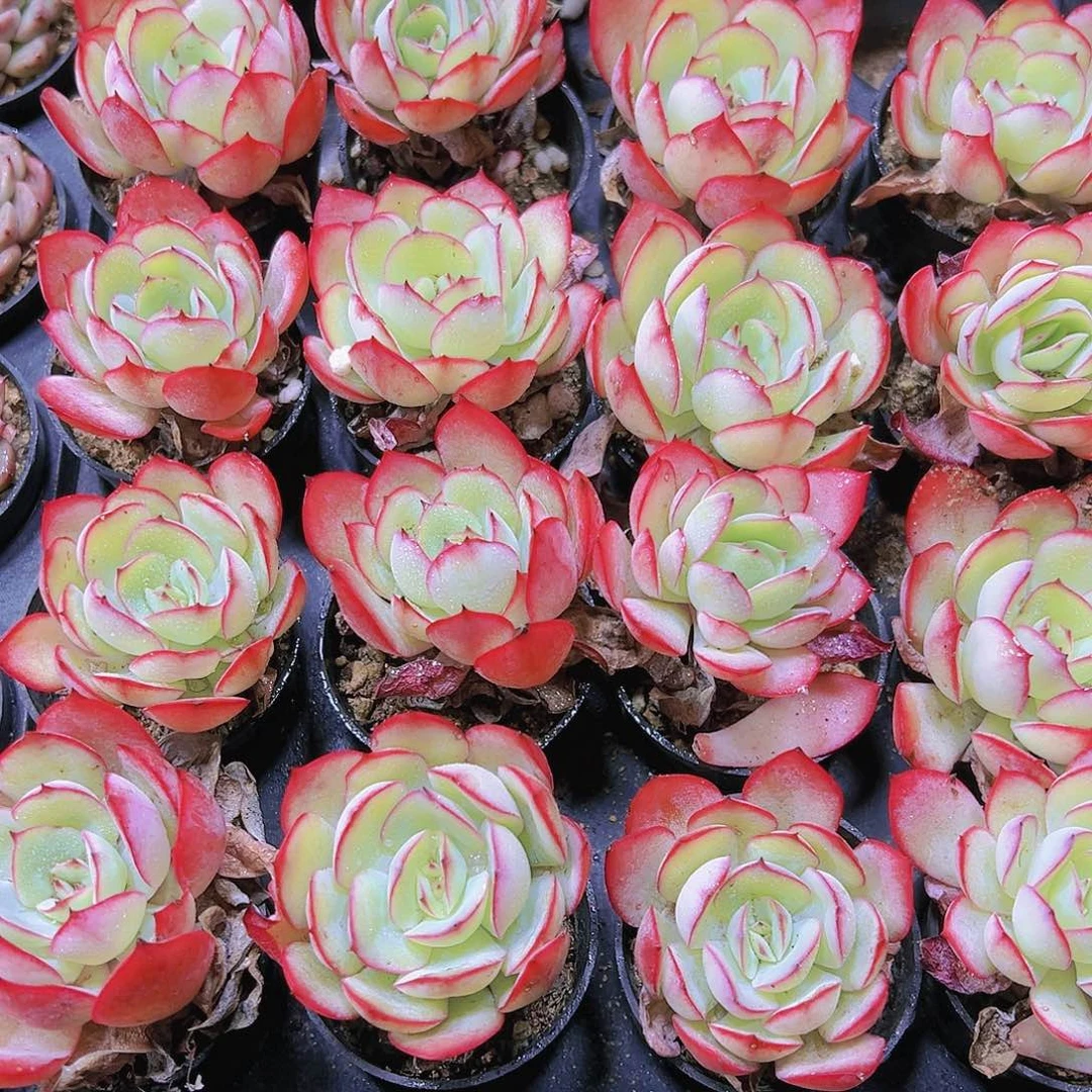 福利牡丹亭2盆19包邮