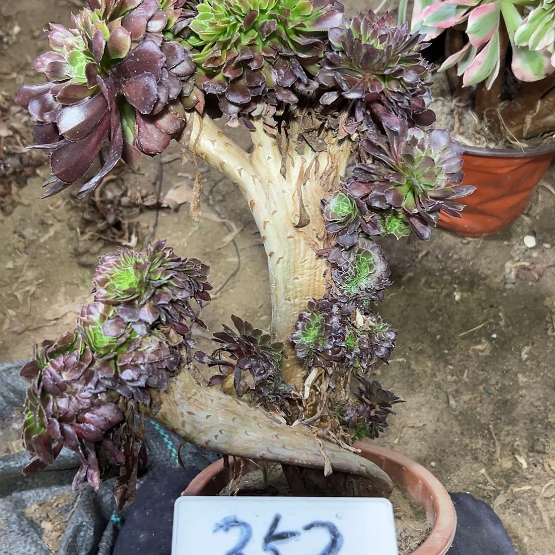 多肉植物铜壶一体化352