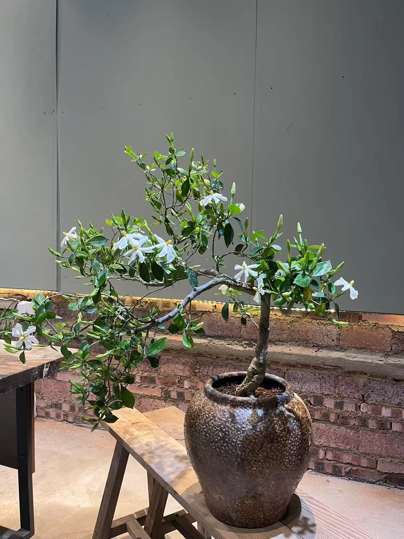 海岛栀子花茶室茶桌书桌办公桌前台客厅庭院盆景