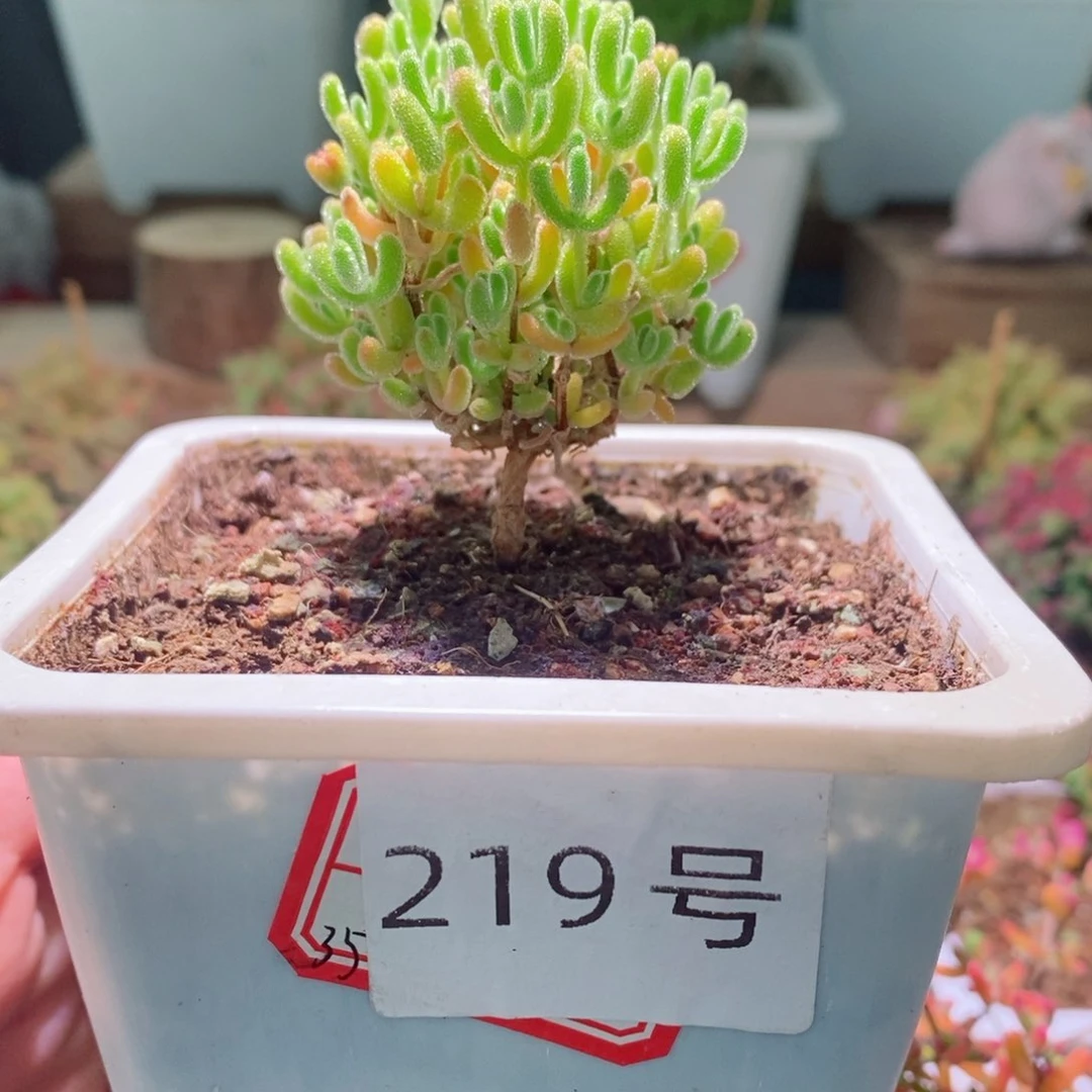 橙叶带盆土发货一物一拍