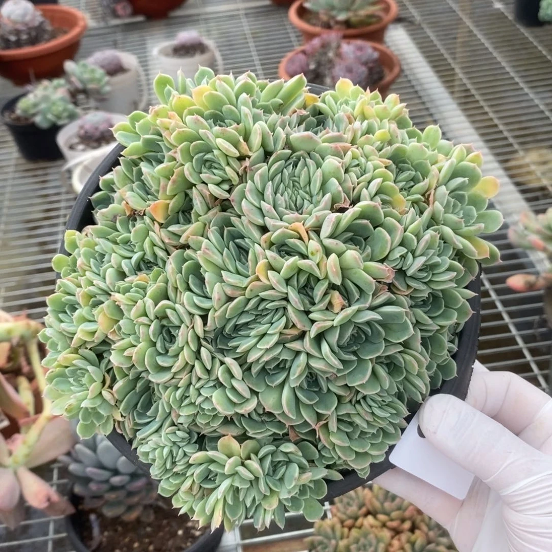 3331不知名缀化一物一拍