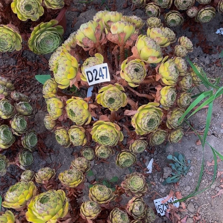 万拉丝14/—6包邮法师